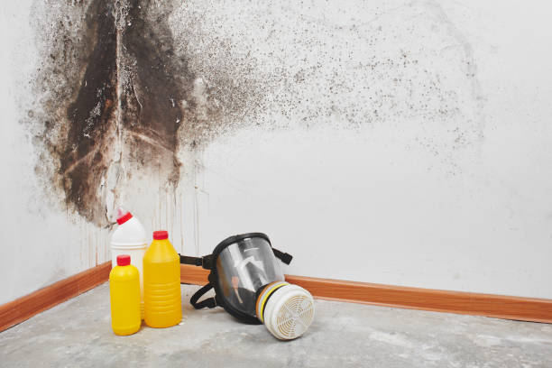 Home Mold Removal in Spring Valley, CA