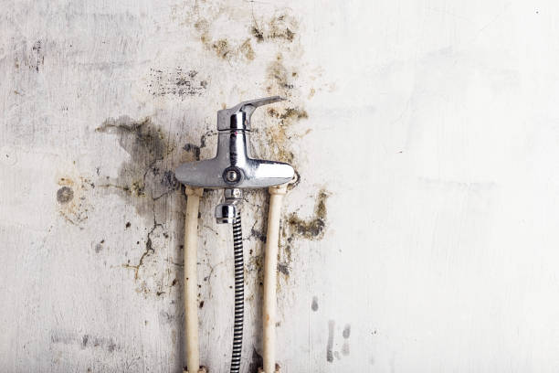 Best Black Mold Removal  in Spring Valley, CA