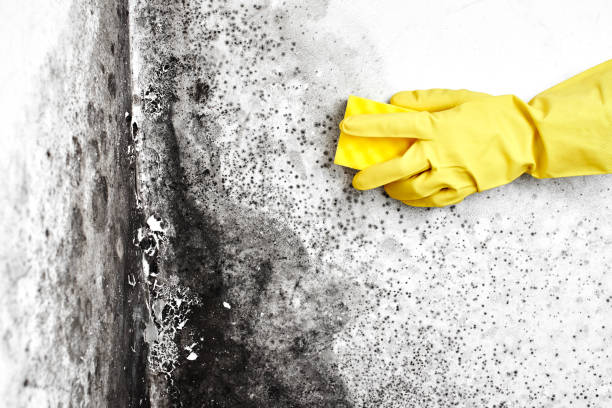 Best Attic Mold Removal  in Spring Valley, CA
