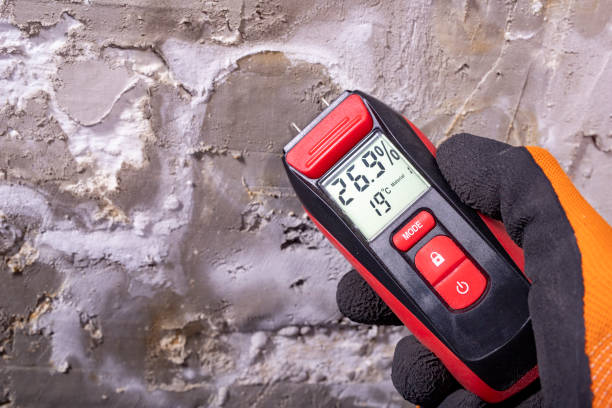Best Certified Mold Removal  in Spring Valley, CA