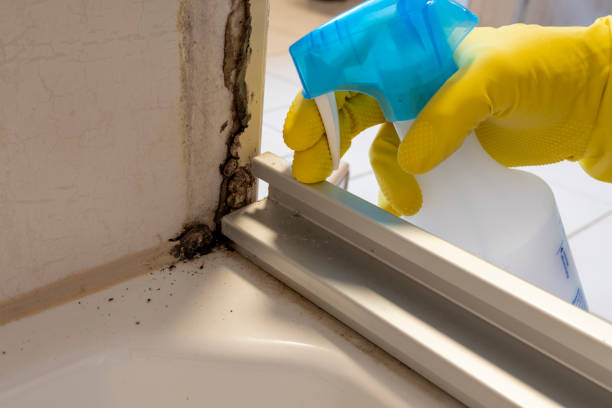 Best Same-Day Mold Removal  in Spring Valley, CA