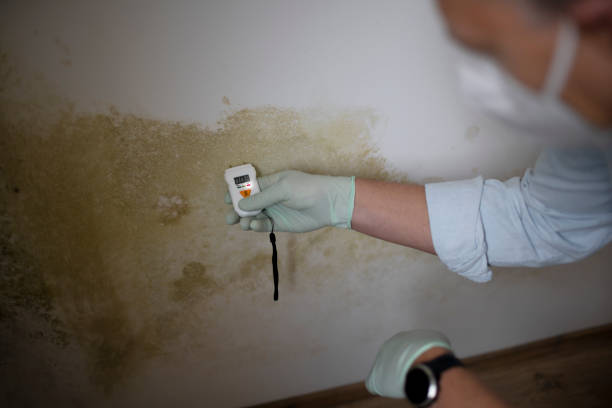 Best Home Mold Removal  in Spring Valley, CA