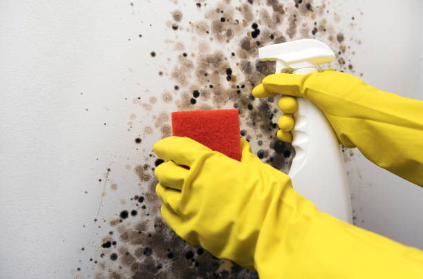 Best Commercial Mold Removal  in Spring Valley, CA