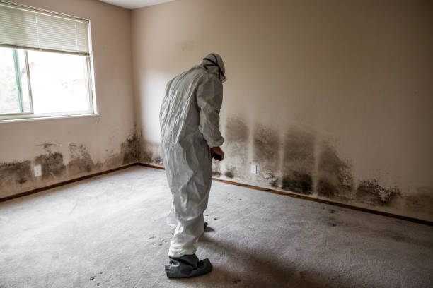 Best Office Mold Removal Services  in Spring Valley, CA