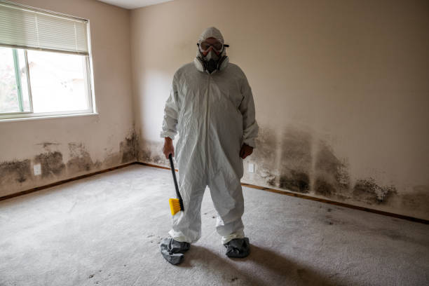 Best Mold Removal Company Near Me  in Spring Valley, CA