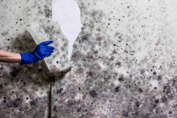 Best Local Mold Removal Service  in Spring Valley, CA