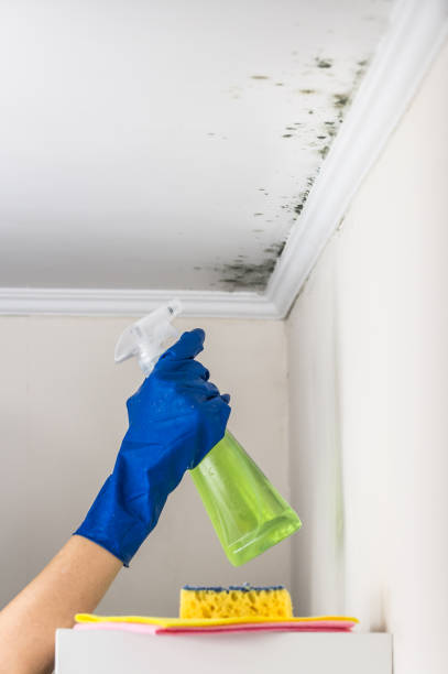 Best Mold Damage Repair  in Spring Valley, CA