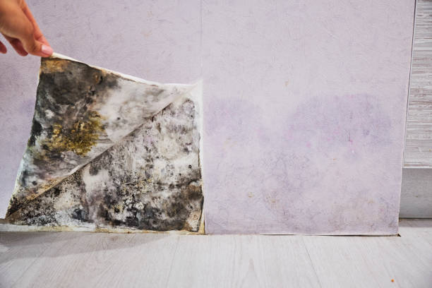 Best Black Mold Removal  in Spring Valley, CA